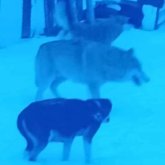 Қарағанды ​​облысында үш адамға қасқыр шапты: Полиция жыртқышты іздестіріп жатыр