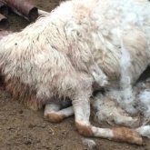 Қостанай облысында белгісіз жыртқыш қойларды қырып кетті