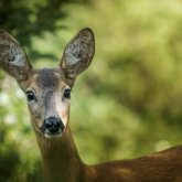 Ақмола облысының тұрғыны заңсыз елік аулаған