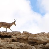 Маңғыстауда арқар мен қарақұйрық көбейді