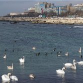 Ақтауда аққулардың қырылуына қатысты әкімшілік істер қозғалды