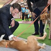 Тоқаев Макронға сыйлаған тазы күшіктері Францияға жеткізілді