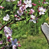 Көктеммен бірге өз махаббатын жолықтыратын жұлдыз белгілері кімдер