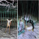 Полицейлер шарасыз елікті құтқарып қалды (ВИДЕО)