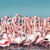 Қызғылт қоқиқаздар қайта оралды (ВИДЕО)