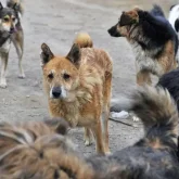 Абай облысында ит-мысыққа арналған орталық салынады