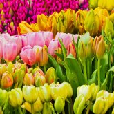 Мереке күндері елімізде ауа райы қандай болады