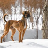 Тоқаевтың 3 тазысы бар, оның бірі – Наурыз (ВИДЕО)