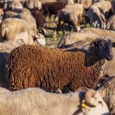 Атырауда белгісіз жыртқыш малды қырып кетіп жатыр