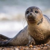 Каспийде қырылған итбалықтардың саны 100-ден асты