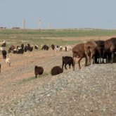 БҚО-да сібір жарасы таралуы мүмкін