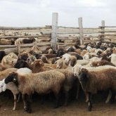 Су тасқыны: Мал шығынына қатысты өтемақы қалай төленеді