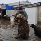 «Үш куәгер керек»: Министр құжаты жоқ өлген мал үшін өтемақыны қалай алуға болатынын түсіндірді