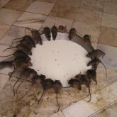 «Тарақан мен тышқан қаптады»: Астанада колледж студенттері дабыл қақты (ВИДЕО)