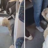 «Қазір жетектеп жүр, Құрбан айтта көреміз»: Алматыда жөргек киген қозы автобусты кезіп жүр