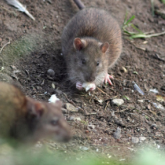 Ақтауды егеуқұйрық басып кетті