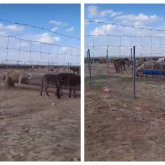 «2500 есекті не үшін ұстайды?»: Журналист есектердің өлексесін айтып, дабыл қақты