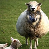 «Ол туралы тірі жан білмейді»: Кәсіпкер педофилдерді қой терісін жамылған қасқырға теңеді