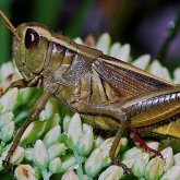 «Шегіртке халал» деген шенеунік онымен күресу үшін Жетісуға аттанды