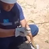 «128 рет шақырту түскен». Шымкентте жылан қаптап, 4 адам ауруханаға түсті