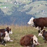 Жамбыл облысында 200-ге жуық малдың өлексесі табылды