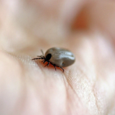 ШҚО-да 8 адам кене энцефалитіне шалдықты