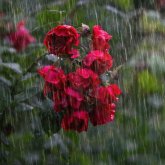 Елімізде 13, 14 және 15 шілдеде нөсер жаңбыр күтіледі