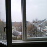 Қосшыда алты жасар бала төртінші қабаттан құлап кетті