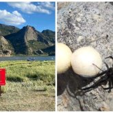 «Қарақұрт қаптады»: Павлодар облысында төтенше жағдай жарияланбақ