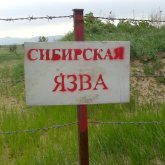 Алматы облысында ауыл тұрғындары сібір жарасын жұқтырған