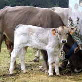 Қарағанды облысында бұзаулар жаппай қырылып, қыстақ карантинге жабылды