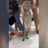 «Салт-дәстүрімізді қорлау»: Мысықтың тұсауын кескендер халықты ашуландырды (ВИДЕО)