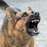 Батыс Қазақстанда 5 жасар қызды ит талап тастады (ФОТО)