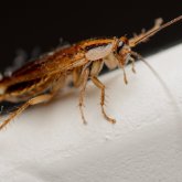 «Абайсызда жеп қойған»: Дәрігерлер 23 жастағы жігіттің аш ішегінен тірі тарақан тапты