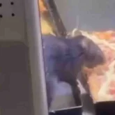 Талдықорғандағы самса сататын дүңгіршекте тышқандар жүгіріп жүрген видео тарады (ВИДЕО)