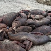 Каспий жағалауында 150-ден астам өлі итбалық табылды