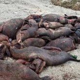 Қырылған итбалықтардың көбі буаз болған