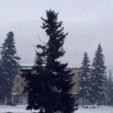 «Мазақ еткендей»: Желіде ШҚО-да орнатылған шырша халықтың ашуын туғызды (ВИДЕО)