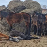 Қарағанды облысында жылқылар қырылып жатыр