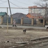 «Ит атқыштар қайда?»: Атырауда ит аулайтын мекеме табылмай жатыр