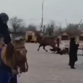 Наурызды тойлау кезінде түйе адамды таптап, арбамен үстінен жүріп өткен (ВИДЕО)