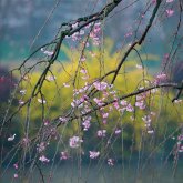 Алдағы күндері ел аумағында күн суытып, жаңбыр жауады