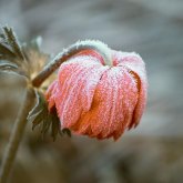 «Үсік жүреді»: Дүйсенбіде ауа райы салқын болмақ