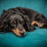 Орал тұрғыны ит зорлаған