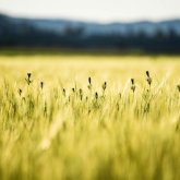 Өрт қаупі жоғары: Биылғы жаз қандай болады?