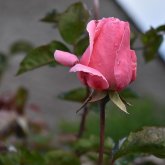 Найзағай, жаңбыр, қар, үсік: Бүгін ауа райы құбылмалы болады