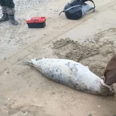 Каспий жағалауынан 90-ға жуық итбалық өлі табылды