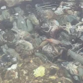 Каспийде қырылған итбалықтармен қоса енді өлі шаяндар табылып жатыр