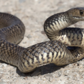 «25 рет шақырту түскен»: Шымкентте жылан қаптап жатыр