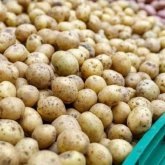 Министр уәде етті: Келесі жылы картоп бағасы арзандайды
